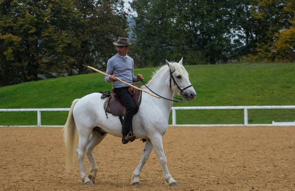 Jinete Caballos Durante Las Clases Conducción —  Fotos de Stock