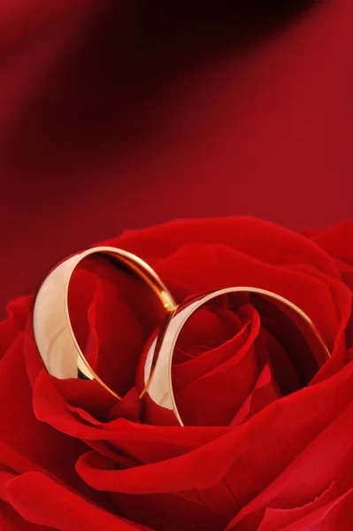 Dwa Złote Pierścienie Czerwonej Róży Czerwonym Satynowym Tle — Zdjęcie stockowe