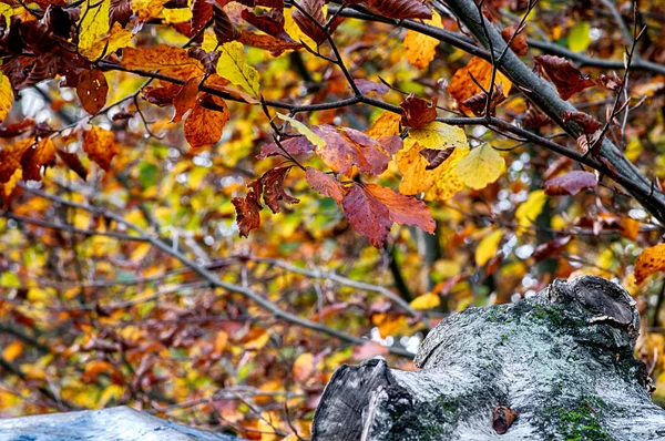 Impresionaciones Otoñales Bosque —  Fotos de Stock