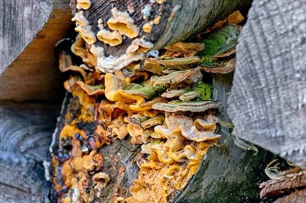 Herfstimpressies Het Bos — Stockfoto