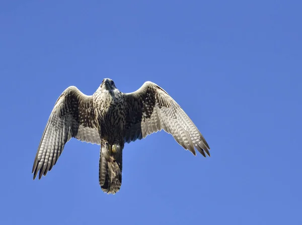 Falco Pellegrino Falco Peregrinus — Foto Stock