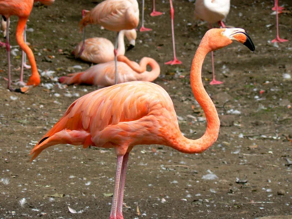 Festői Kilátás Gyönyörű Flamingó Madár Természetben — Stock Fotó