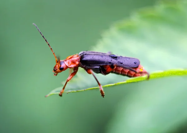 Bombero Escarabajo Fotografiado Cerca Una Hoja Verde — Foto de Stock