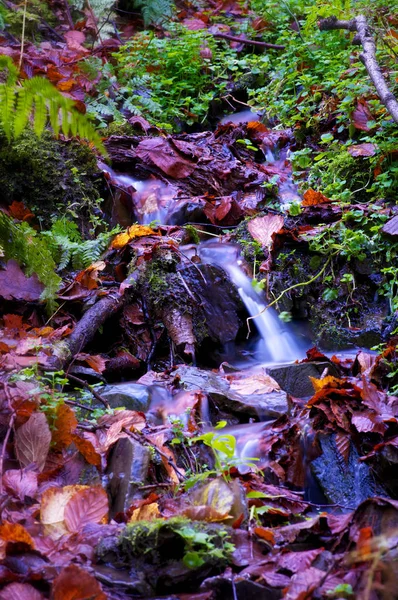Podzimní Dojmy Lese — Stock fotografie