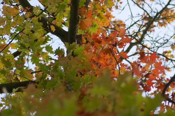 Efterårsblade Blade Fra Efterårssæsonen - Stock-foto