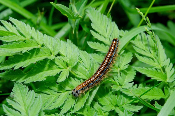 Insecto Oruga Gusano Pequeño —  Fotos de Stock