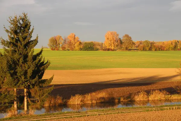 Beau Paysage Forêt — Photo