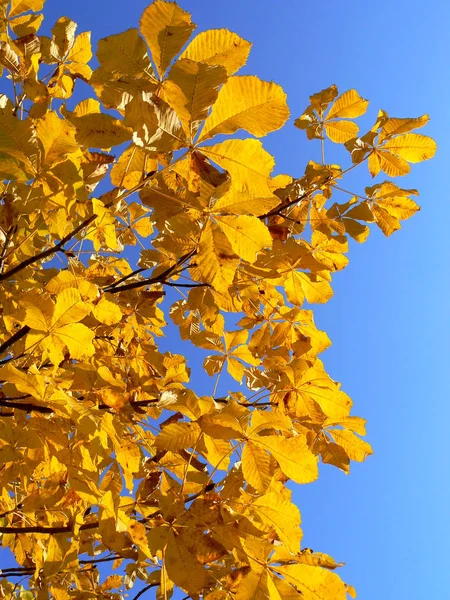 Podzimní Období Podzimní Listy Flóra — Stock fotografie