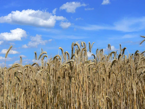 Rozs Földterület Mezőgazdasági Üzemek — Stock Fotó