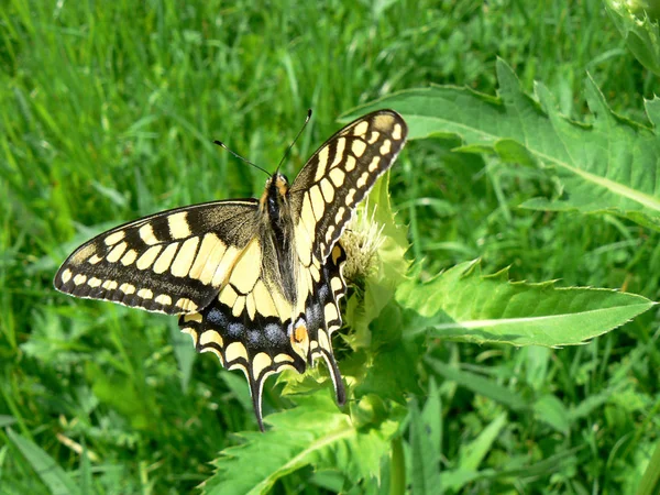 ツバメの尾蝶 美しい昆虫 — ストック写真
