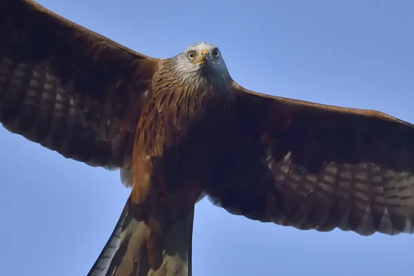 Red Kite Milvus Milvus Fly — Stock fotografie