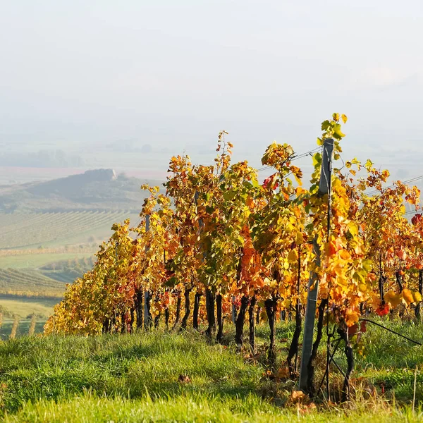 Vineyard Autumn Bunches Grapes — Stock Photo, Image