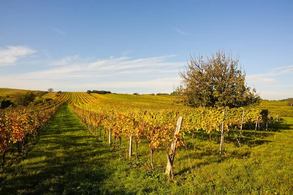 Uvas Que Crecen Viñedo — Foto de Stock