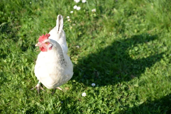Kyckling Fågel Djur Djur Staket Ras Djur Avel Gallus Gallus — Stockfoto