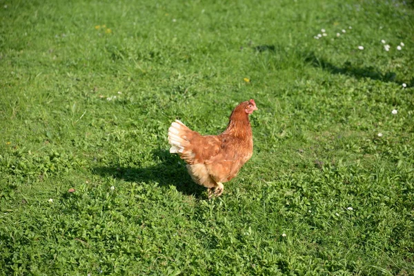 Pollo Ave Animal Animales Cría Pollos Ganadería Gallus Gallus Marrón —  Fotos de Stock