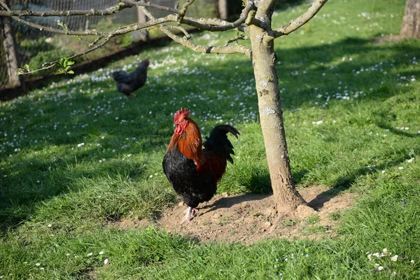 Pittoreska Fågel Tema Skott — Stockfoto