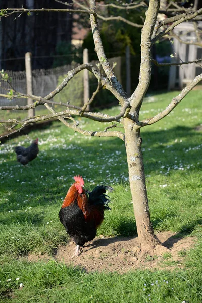 Kuk Gock Fågel Husdjur Bondgård Gård Kanin Kråkor Kråka Kråka — Stockfoto