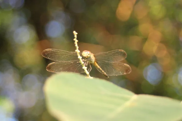 Entomologia Odonata Inseto Libélula — Fotografia de Stock