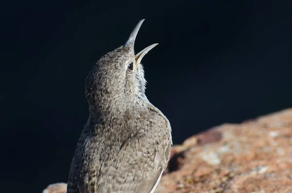 Pittoresco Tiro Tema Uccello — Foto Stock