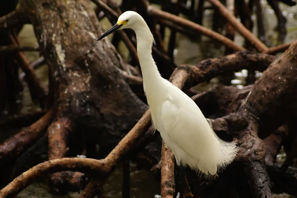 Aigrette Neigeuse Aigrette Thula Archipel Rosario Cartagena Indias Colombie Amérique — Photo