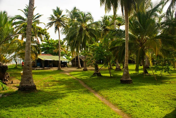 Grön Palmskog Colombian Island Mucur — Stockfoto