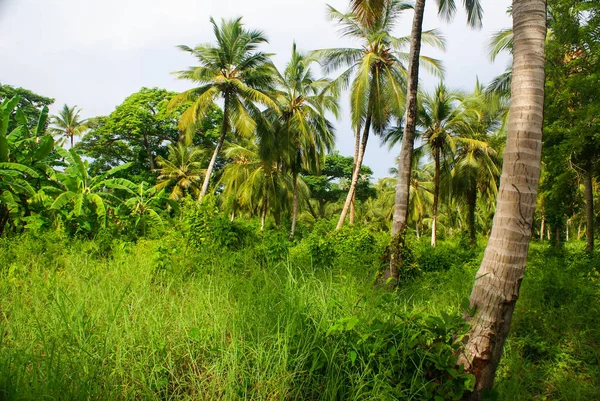 Зеленый Пальмовый Лес Слизистой Оболочке Коломбийского Острова — стоковое фото