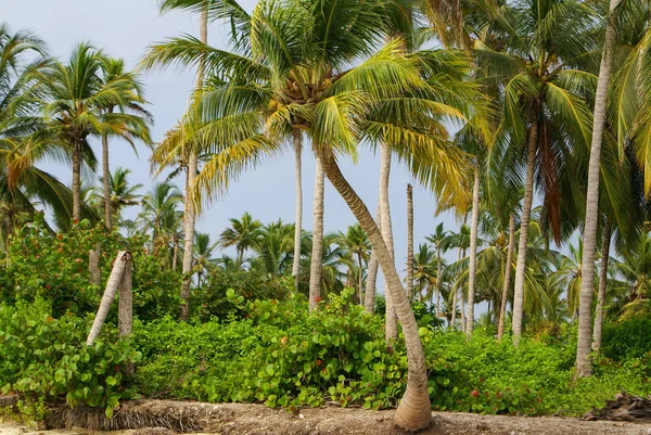 Grüne Palmenwälder Kolumbianischen Inselschleim — Stockfoto