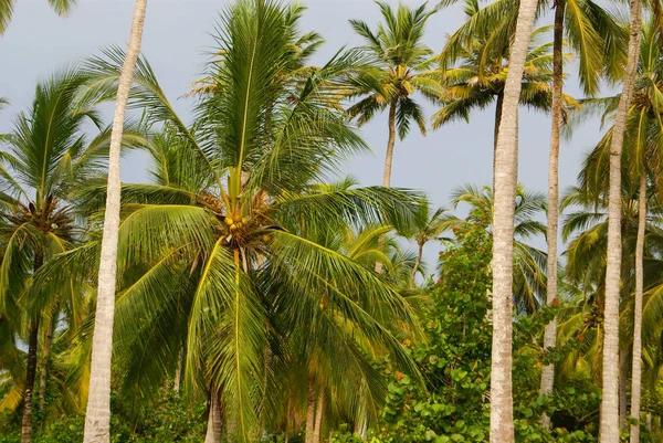 Kolombiya Nın Yeşil Palmiye Ormanı Mucura Adası — Stok fotoğraf