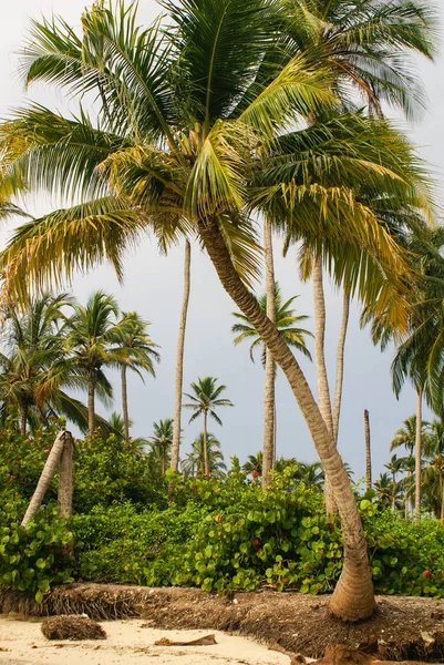 Grüne Palmenwälder Kolumbianischen Inselschleim — Stockfoto