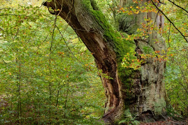Schöne Landschaft Des Waldes — Stockfoto