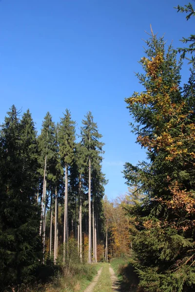 Weg Het Bos — Stockfoto