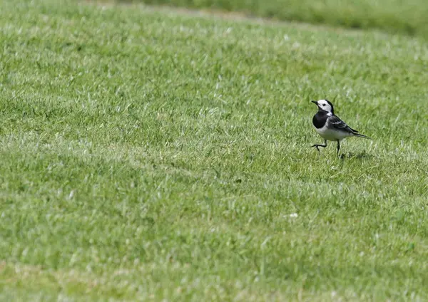 Wagtail Meadow — Stock Photo, Image