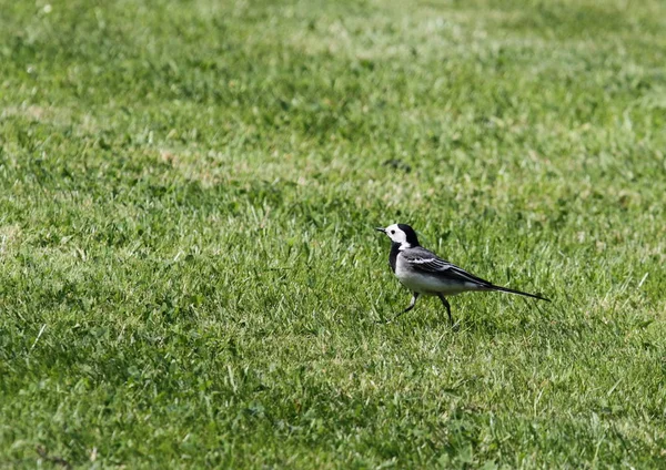 Wagtail Στο Λιβάδι — Φωτογραφία Αρχείου