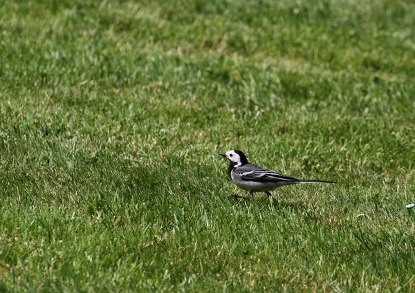 Wagtail Sur Prairie — Photo