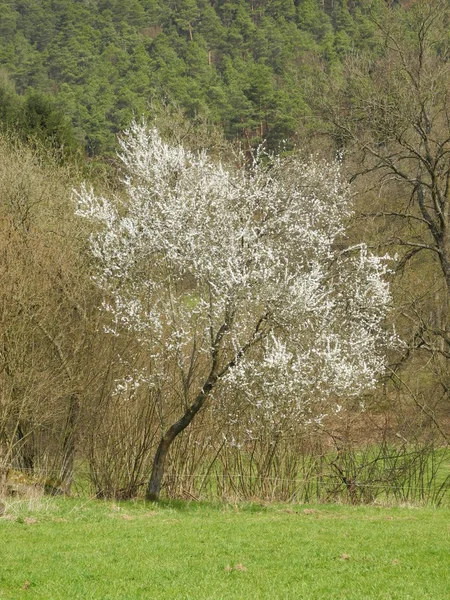 Kwitnące Drzewo Drzewo Wiosna Wiosna Kwiat Natura Krajobraz Pole Łąka — Zdjęcie stockowe