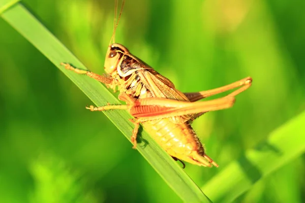 Pandangan Dekat Dari Belalang Kecil Serangga — Stok Foto