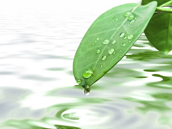 Green Leave Brunch Drops White Background — стоковое фото