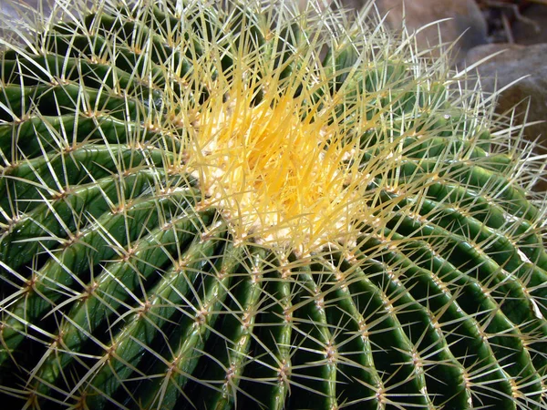 外来热带植物仙人掌 — 图库照片