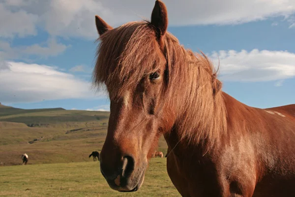 Islande Définie Par Son Paysage Dramatique — Photo