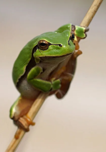 Amfibisch Dier Kikkerreptiel — Stockfoto