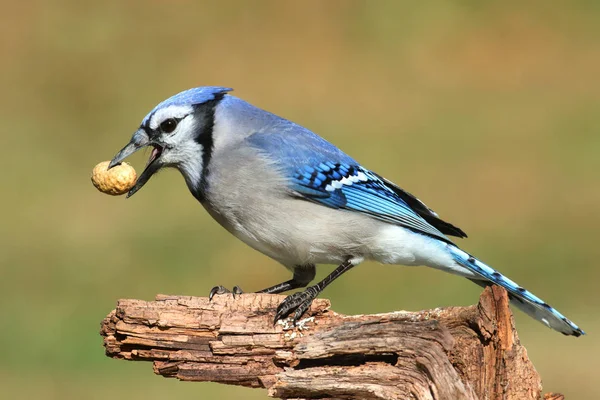 Close Blue Jay Corvid Cyanocitta Eat Peanuts Green Background — Stok Foto