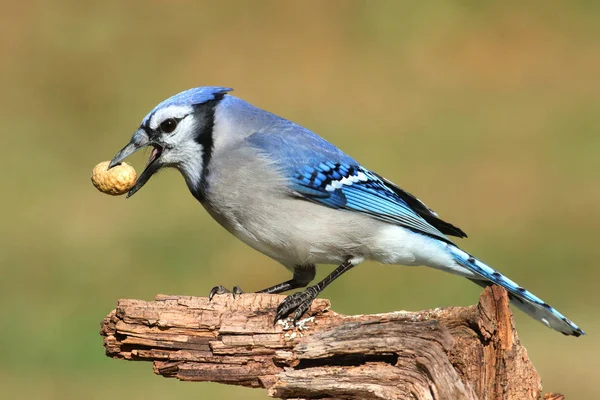 Mavi Bir Jay Corvid Siyanocitta Yeşil Arka Planda Yer Fıstığı — Stok fotoğraf