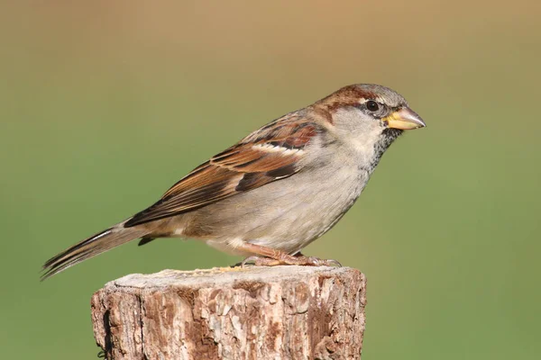 Воробей Passer Domesticus Сидит Пне Зеленом Фоне — стоковое фото