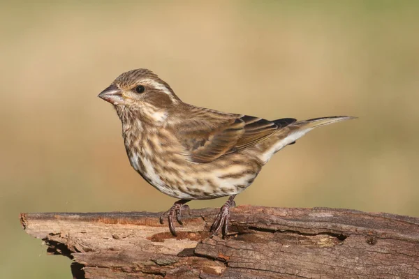 Vrouwelijke Paarse Finch Carpodacus Purpureus Zat Met Een Groene Achtergrond — Stockfoto