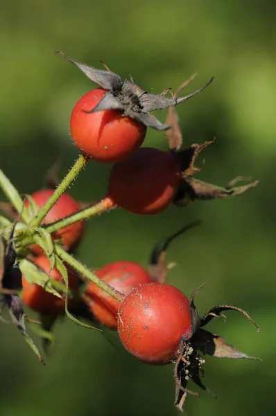 Rose Hips Red Berries — Stock Photo, Image