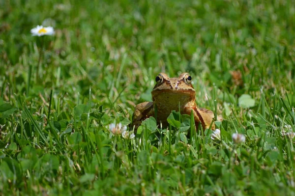초원에 개구리 — 스톡 사진