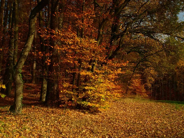 Podzimní Idylka Okraji Lesa — Stock fotografie