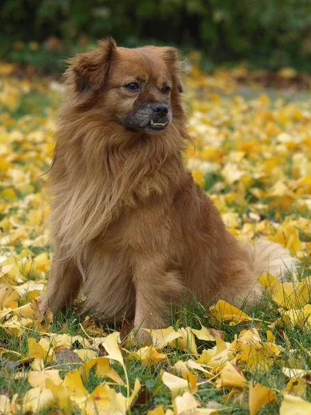 Vista Panorámica Lindo Cachorro Perro — Foto de Stock