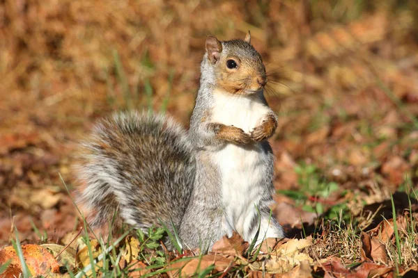 Ardilla Gris Sciurus Carolinensis Bosque — Foto de Stock