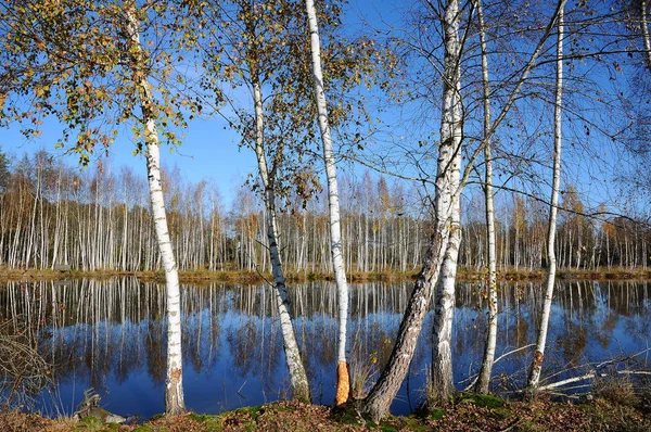 Hermosa Vista Naturaleza Escena — Foto de Stock